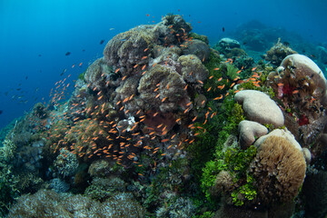 A diverse array of corals and colorful fish thrive on a reef in the Pantar Strait, near the island...