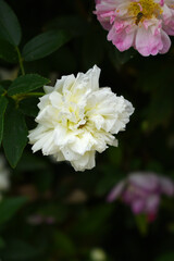 Rosa great maiden's blush white flower, Spring Flowering white Flower Heads on an Old English Rose...