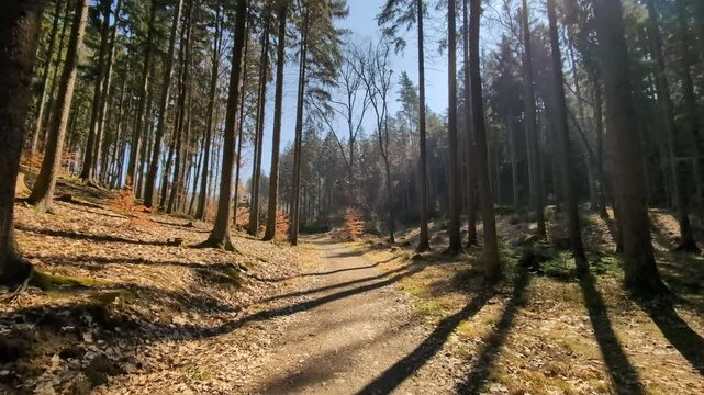 A walk through the woods on a sunny fall day