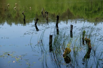Water with several tree stumps sticking out in lake or pond. The water is calm, reflecting surrounding trees and sky. 
