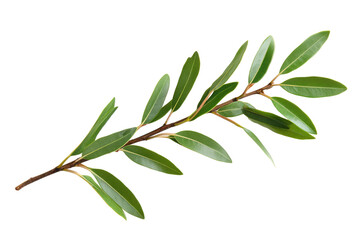 Branch with vibrant green leaves