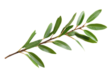 Branch with vibrant green leaves