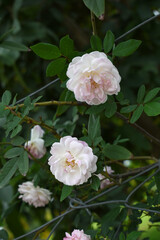 Obraz premium Rosa great maiden's blush pink white flower, Spring Flowering Soft pink white Flower Heads on an Old English Rose (Rosa 'Great Maiden's Blush) with leaves, Pink double Alba rose Maiden's Blush flowers