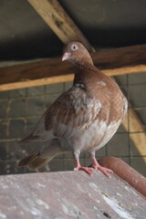 A brown and white pigeon with striking pale eyes perches confidently on a rustic surface, observed within a semi-enclosed, sunlit environment.