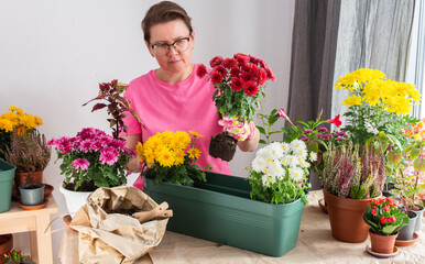 A 50-year-old woman transplanting autumn chrysanthemums into pots, decorating her home is terrace...