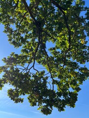 green leaves against blue sky