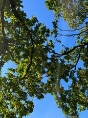 Fototapeta premium green leaves against blue sky
