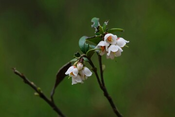 Flowers of Vaccinium vitis-idaea, commonly known as lingonberry, cowberry, or mountain cranberry in...