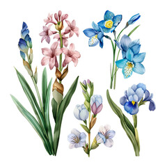 Spring flower collection: Iris, forget-me-not, and hyacinth blooms on transparent background. Botanical illustration for Mother's Day card or Easter decoration