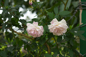 Obraz premium Rosa great maiden's blush pink white flower, Spring Flowering Soft pink white Flower Heads on an Old English Rose (Rosa 'Great Maiden's Blush) with leaves, Pink double Alba rose Maiden's Blush flowers