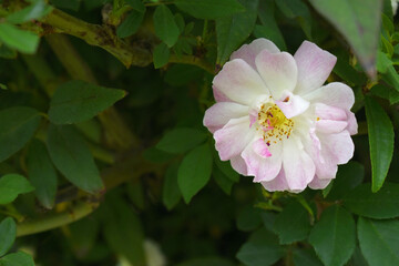 Rosa great maiden's blush pink white flower, Spring Flowering Soft pink white Flower Heads on an Old English Rose (Rosa 'Great Maiden's Blush) with leaves, Pink double Alba rose Maiden's Blush flowers