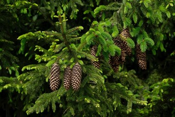  Close up of branches of spruce tree (Picea abies, also known as Norway spruce), tree with its characteristic cones and needles.