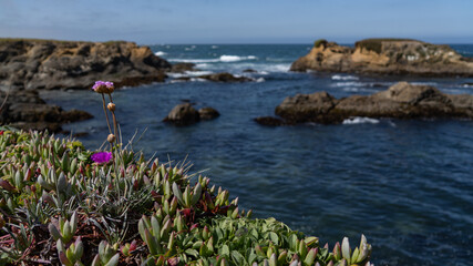 Iceplant and Purple Flowers Overlooking the Pacific