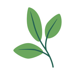 Leaf plant. Long leaves, stems, tropical exotic branches with green leafy foliage. Fresh greenery, verdure.