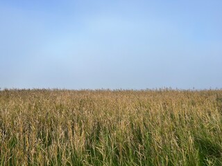 field of wheat a misty morning