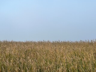 field of wheat a misty morning