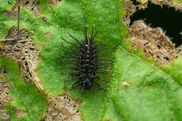 Black spiny caterpillar on damaged green leaf close-up