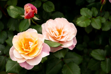 Bloom yellow pink rose with green leave in the garden