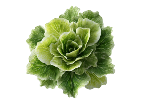 Verdant Beauty Elegance