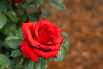 Bloom red rose with green leave in the garden