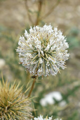 Echinops sphaerocephalus, Echinops sphaerocephalus known as Great Globe Thistle or Pale Globe Thistle, A summer plant in the wild in a meadow, Wild flower with thorns and spines bloomed