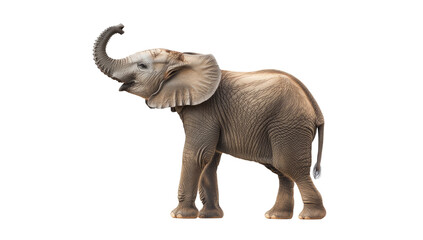 Obraz premium Young elephant portrait