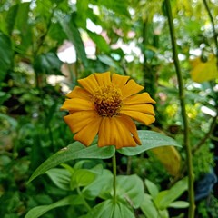 yellow zinnia flower in the garden