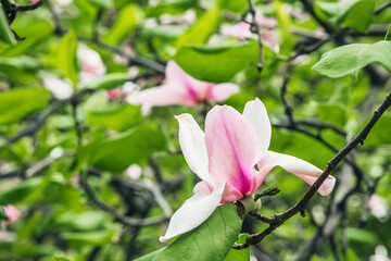 Beautiful magnolia blooms in vibrant green foliage during springtime