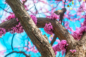 Cercis canadensis. Blooming pink flowers on branches against a clear blue sky in springtime