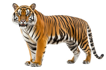 Obraz premium Majestic tiger, standing alert