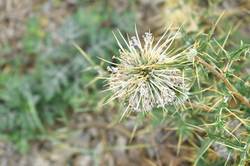 Echinops sphaerocephalus, Echinops sphaerocephalus known as Great Globe Thistle or Pale Globe Thistle, A summer plant in the wild in a meadow, Wild flower with thorns and spines bloomed