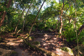 Lush green forest clearing featuring tall trees, scattered rocks © evannovostro