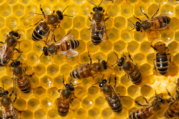 Active work of bees at the beginning of the honey collection. © The physicist