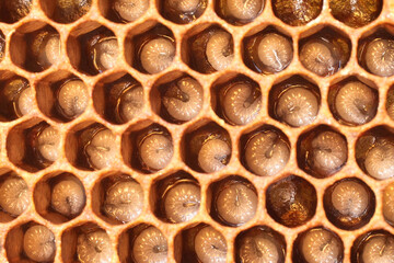 The beginning of the development of larvae of future bees.