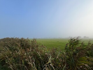 misty morning in the field