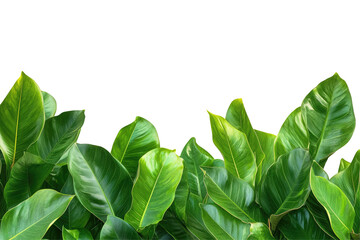 Lush green foliage border (2)