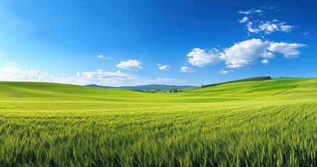 Fototapeta premium Vast Green Field Under Clear Sky