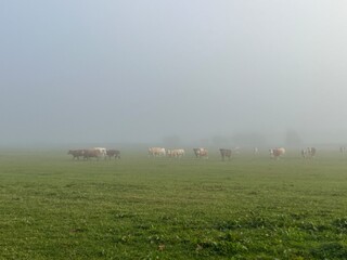 foggy morning in the field with cows