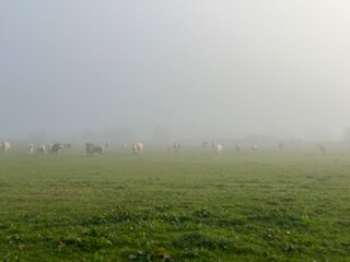 foggy morning in the field with cows