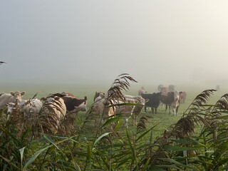 herd of cattle in a field with fog