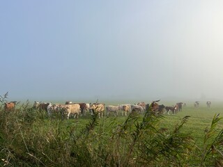 herd of cattle in the foggy field