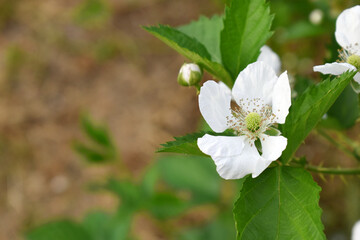 Blackberry flowers blooming in the garden, Beautiful in spring bloom garden. Blackberry bush with white flowers, Blossoming blackberry bush and bee, sunny spring day, Chakwal, Punjab, Pakistan