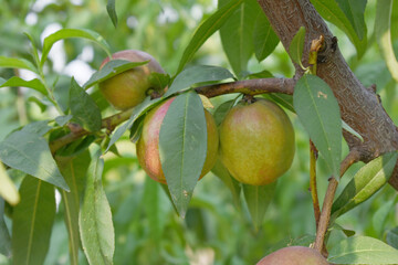 Fresh young unripe nectarine fruits on a tree branch with leaves closeup, A bunch of unripe nectarine on a branch, beautiful delicious fruit nectarine on the tree, nectarine fruits growing on a tree