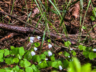 Mountain Trails Path to Dream Summits