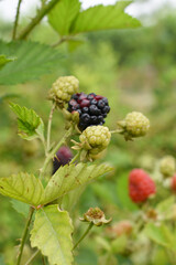 Natural food - fresh unripe blackberries in a garden. Bunch of unripe blackberry fruit, Rubus fruticosus - on branch with green leaves on a farm. Closeup, blurred background. Chakwal, Punjab, Pakistan