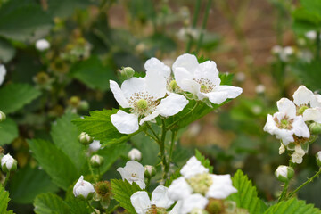 Blackberry flowers blooming in the garden, Beautiful in spring bloom garden. Blackberry bush with white flowers, Blossoming blackberry bush and bee, sunny spring day, Chakwal, Punjab, Pakistan