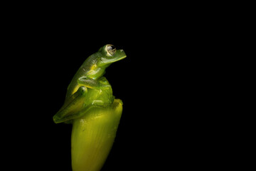Close up of an Emerald Glass Frog (Spadarana prosoblepon) on a green leaf and black background.