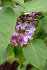 lilac in spring close up