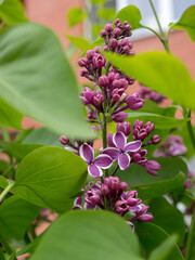 blooming lilac in spring
