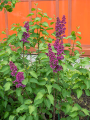 branches of blooming lilac